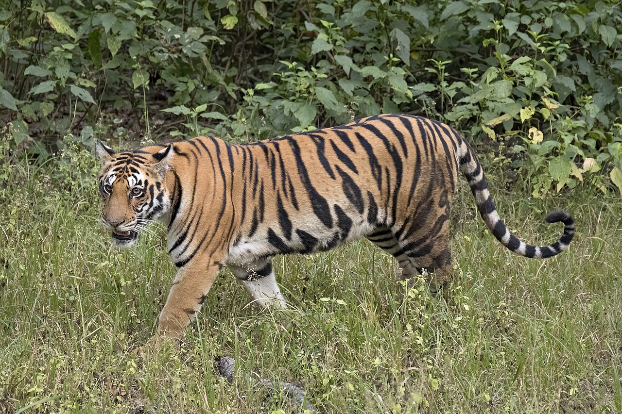 Bengal tiger (Panthera tigris tigris)