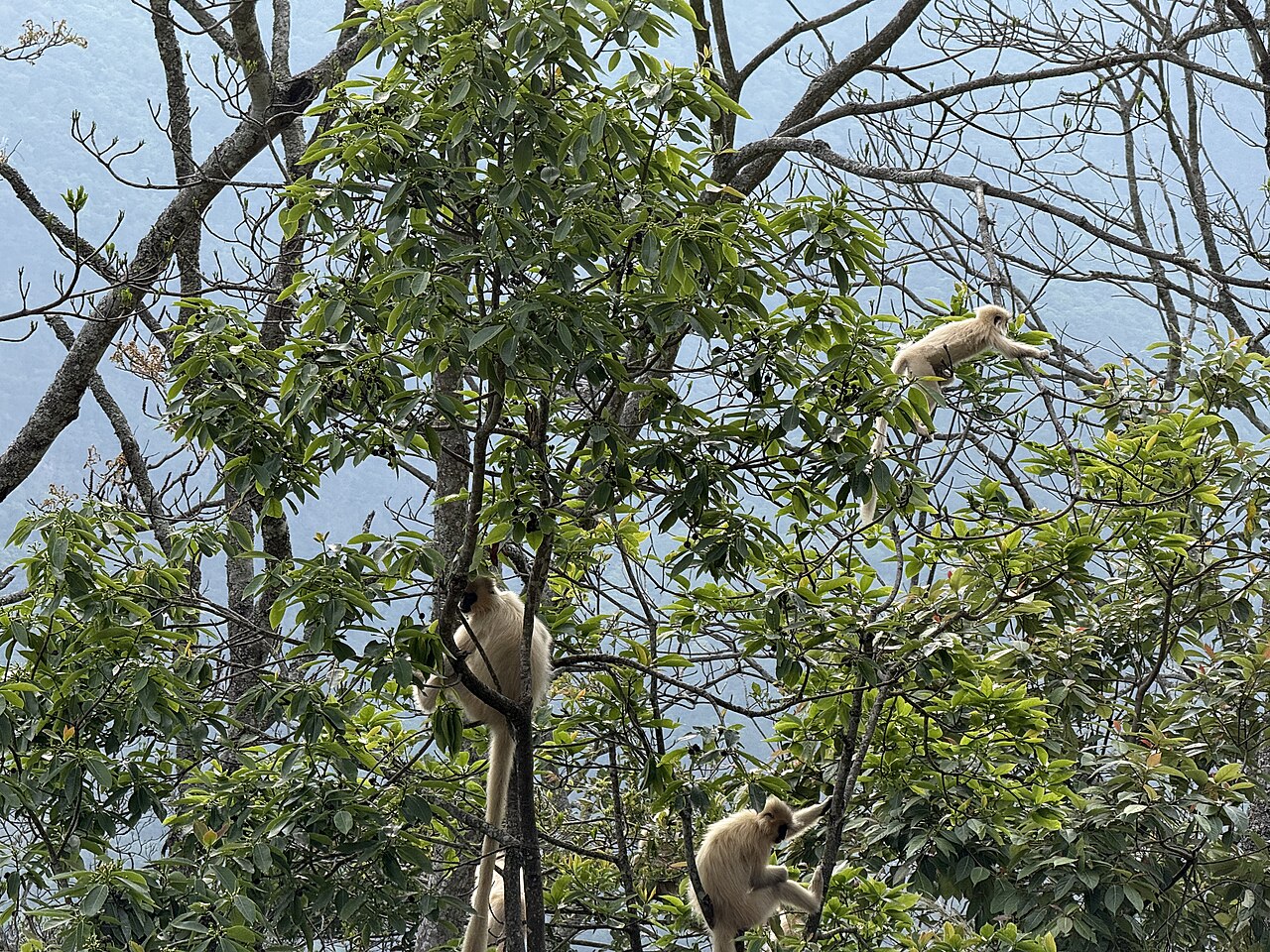 Golden Langur