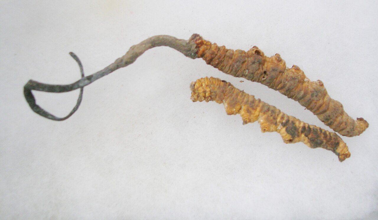 Bhutanese Mushroom Economy