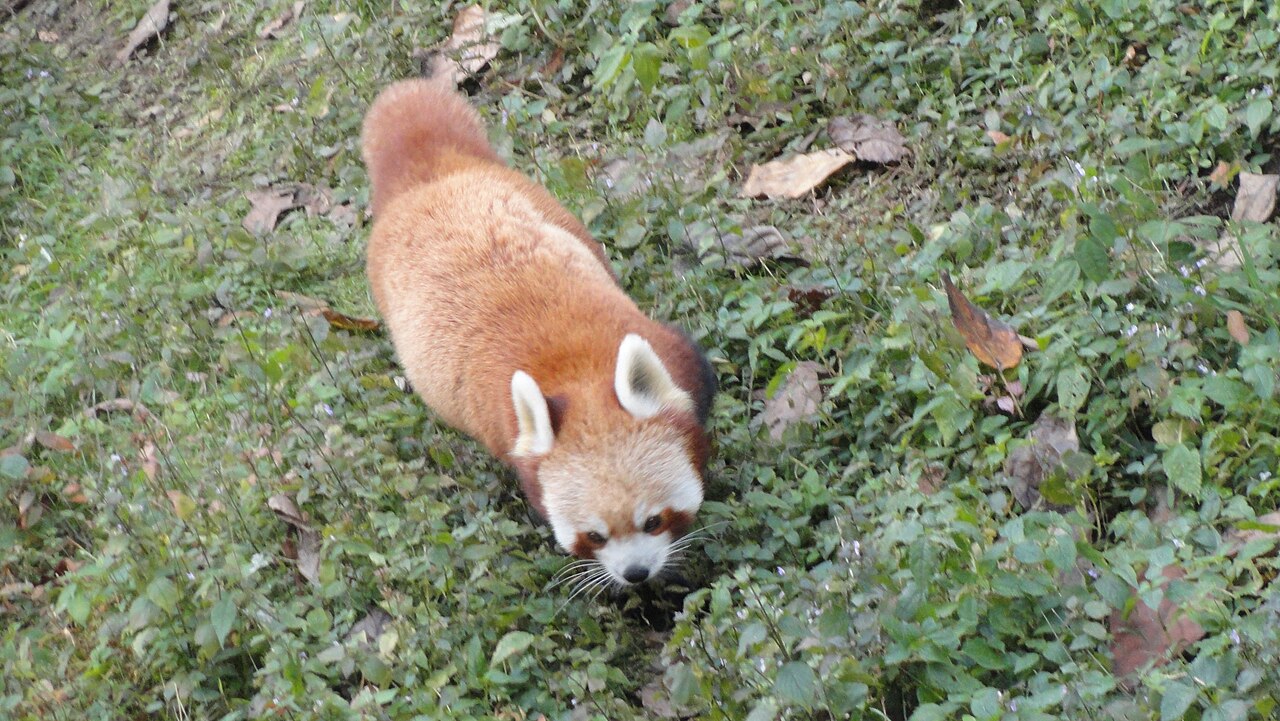 Red Panda in Bhutan
