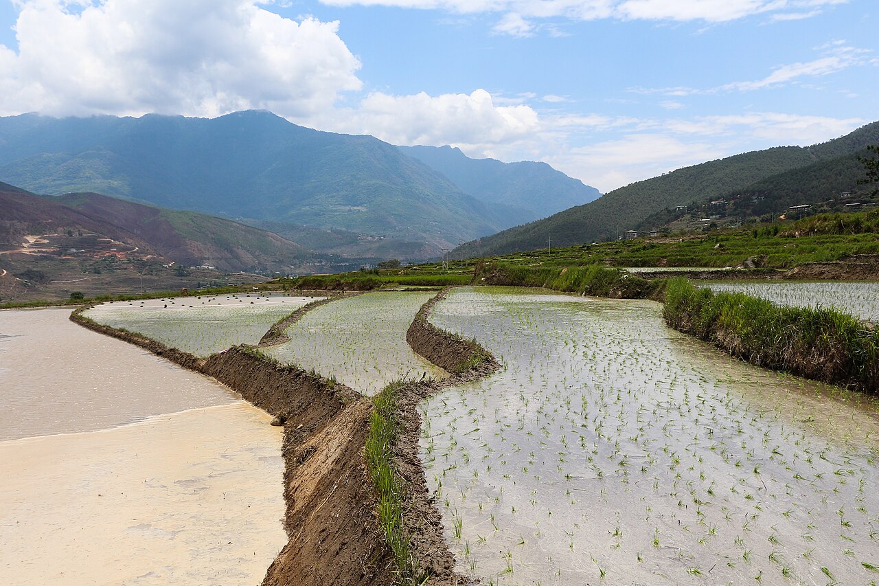 Rice Cultivation in Bhutan