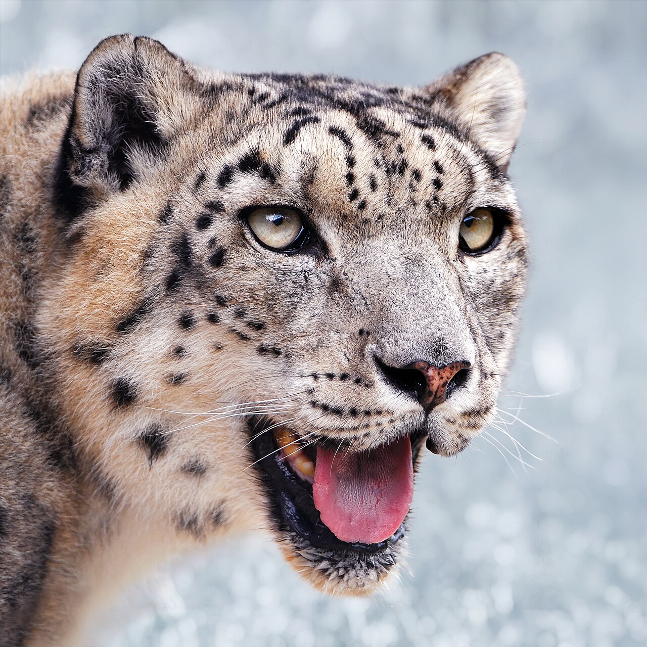 Snow leopard (Panthera uncia)