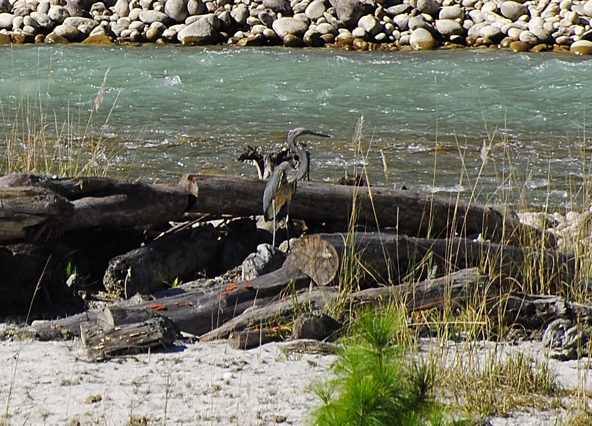 White-bellied Heron at Pho Chu, Bhutan