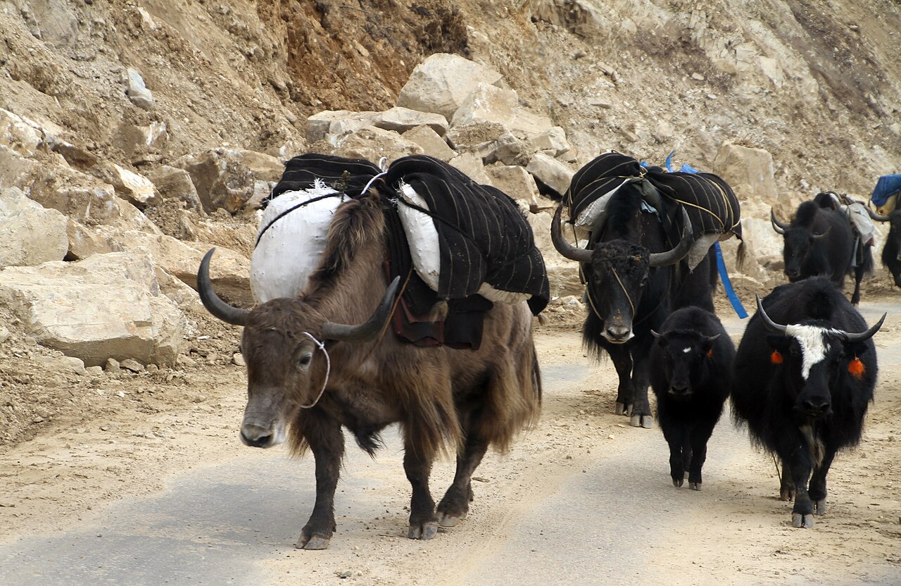 Yak Herding in Bhutan